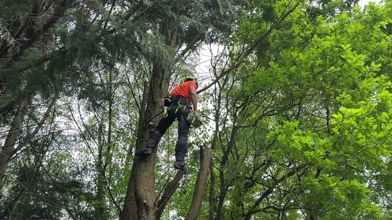 Best Tree Preservation Services  in Lompoc, CA